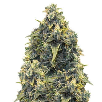 Семена конопли Auto CBD Somango Haze Feminised Gold
